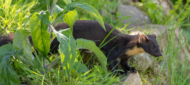 istock European Pine Marten 1412177944