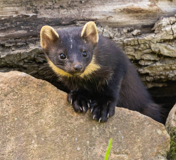 istock European Pine Marten 1412177989