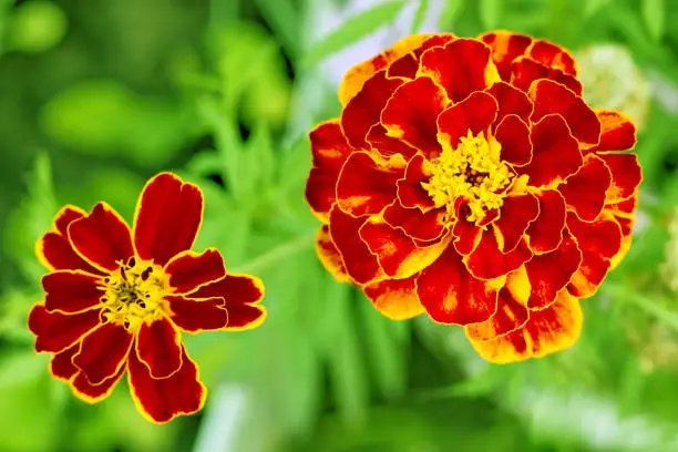 Photo of Marigold flower bud against a background of green foliage. Blooming in a sunny garden.