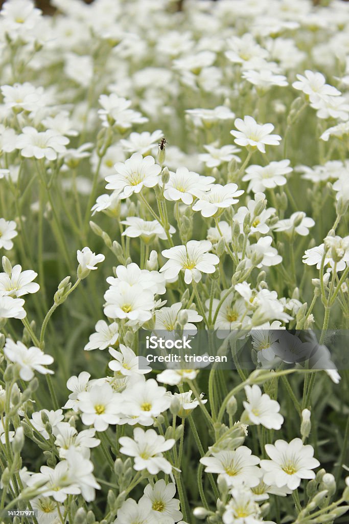 Fiori bianchi - Foto stock royalty-free di Aiuola