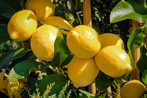 Gifts of nature, fresh and ripe lemons on a branch