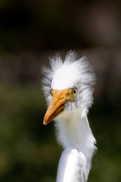 istock bad hair day 1412181232