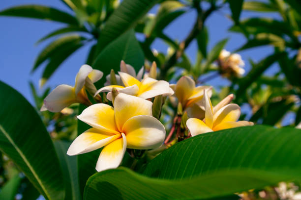 istock exotic flowers delicate white plumeria 1412181245