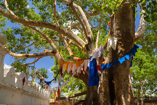 Jaya Siri Maha Bodhi - sacred bodhi tree with colourful buddhist prayer flags