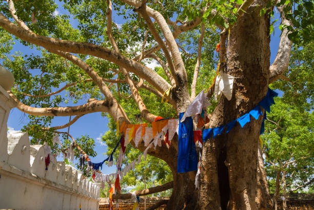 Jaya Siri Maha Bodhi - sacred bodhi tree with colourful buddhist prayer flags Jaya Siri Maha Bodhi - sacred bodhi tree with colourful buddhist prayer flags anuradhapura stock pictures, royalty-free photos & images