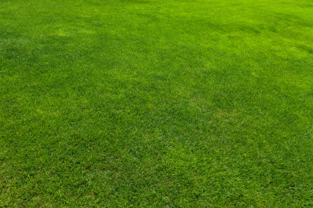 textura de hierba verde - soccer soccer field grass artificial turf fotografías e imágenes de stock