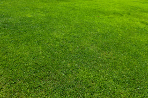 struttura dell'erba verde - grass meadow textured close up foto e immagini stock