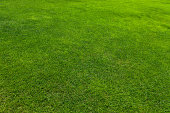istock Green grass texture 1412181542