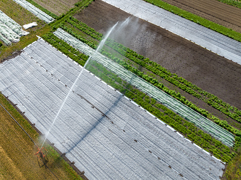 Top view of sprinkler irrigation of vegetable field. Aerial view from watering of vegetable field.