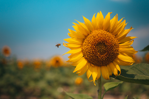 Sunflowers field under blue sky