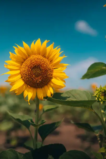 Photo of Close-up of fresh sunflower head against a blue sky background