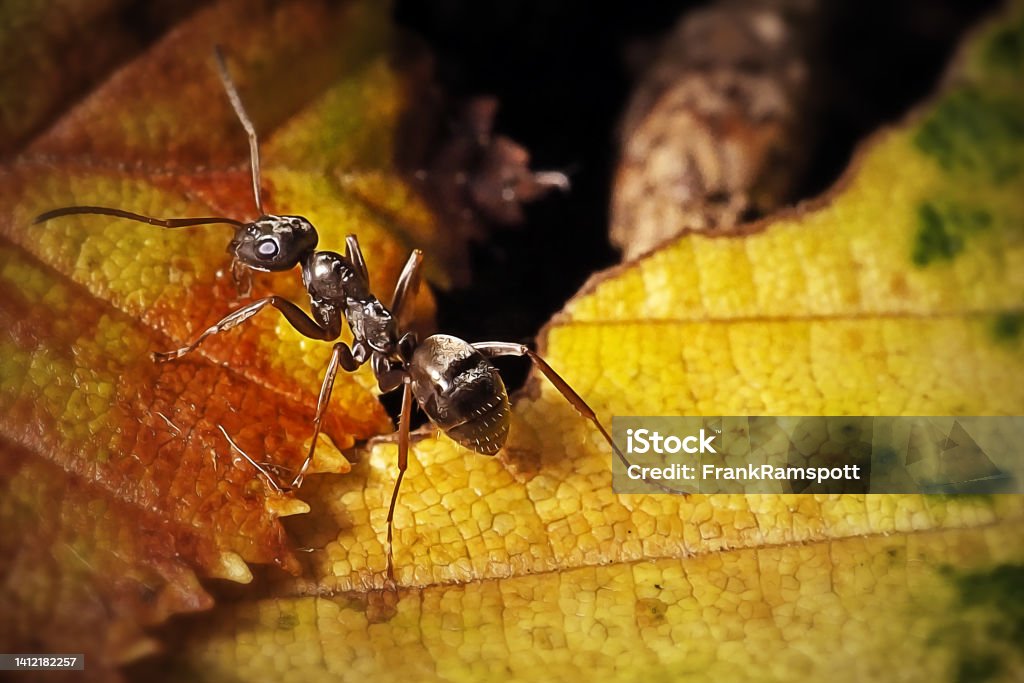 Formica fusca Common Black Ant Insect - Royalty-free Karınca Stok görsel