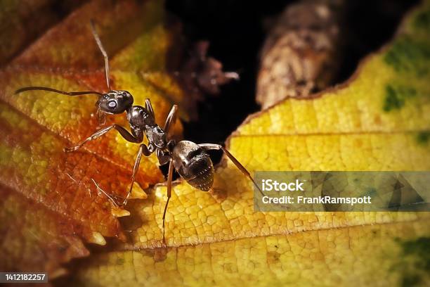 Formica Fusca Common Black Ant Insect Stok Fotoğraflar & Karınca‘nin Daha Fazla Resimleri - Karınca, Bir Hayvan, Almanya