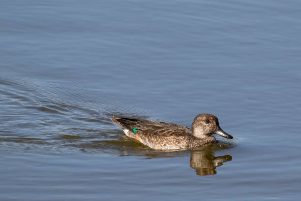 Cerceta común (Anas crecca) Female teal duck, swimming in a lagoon green winged teal duck stock pictures, royalty-free photos & images