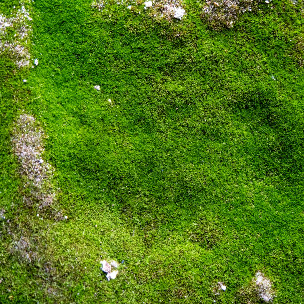istock Beautiful green moss on the floor, moss closeup, macro. Beautiful background. 1412184413