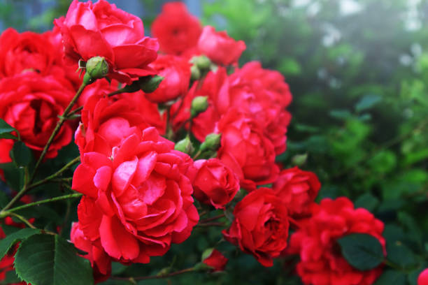 Flowers red roses. Floral background.