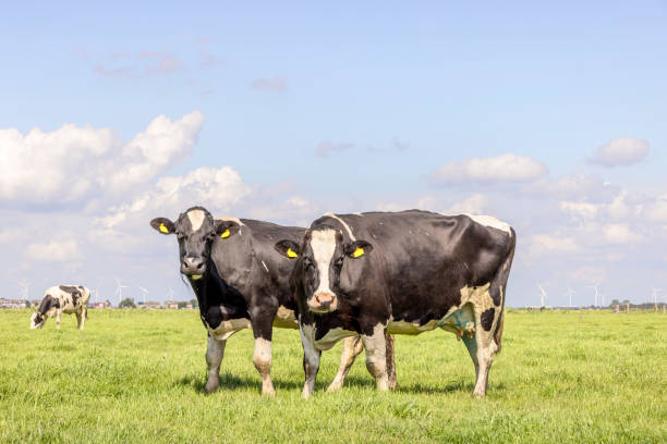 2 cows black and white, full length standing in a field landscape, in the netherlands, holstein cattle and a blue sky, horizon over land - animal nipple agriculture selective focus black and white imagens e fotografias de stock