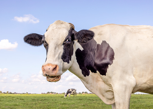 Dairy cow portrait, mouth open eating, the head of a black and white one showing teeth tongue and gums while chewing