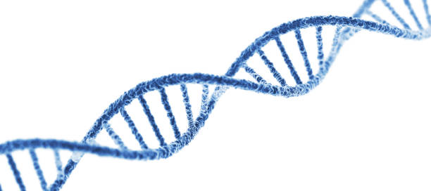 DNA. On White Background. Wide stock photo