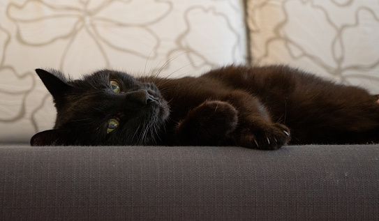 Black cat lying on the couch