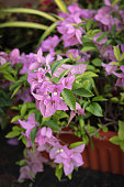 eine-nahaufnahme-von-bougainvillea-spectabilis-bl%C3%BCht-in-rosa-farbe-gegen-eine-geringe.jpg?b=1&s=170x170&k=20&c=Dsq6JHDx6Xxo39HfWPGgdqjUzBQPnBUSXYwEXEwqg60=