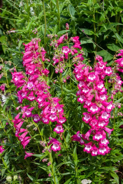 Penstemon 'Pensham Marilyn' a summer autumn fall flowering plant with a pink white summertime flower, stock photo image