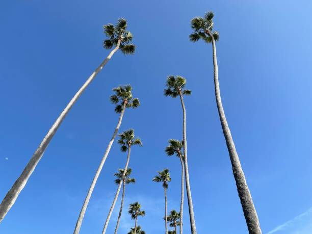 istock Santa Monica palm trees 1412188725