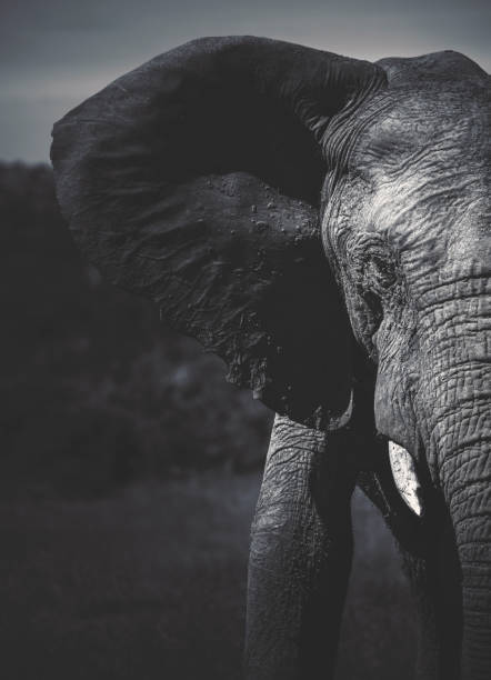 istock ADDO Elephant National Park 1412188934