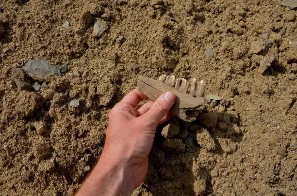 the work of an archaeologist on the excavation of a Neolithic settlement. a man holds the bones of a prehistoric horse in his hand. teeth and jaw in palm. inhabited by prehistoric hunters, horizons, jaw