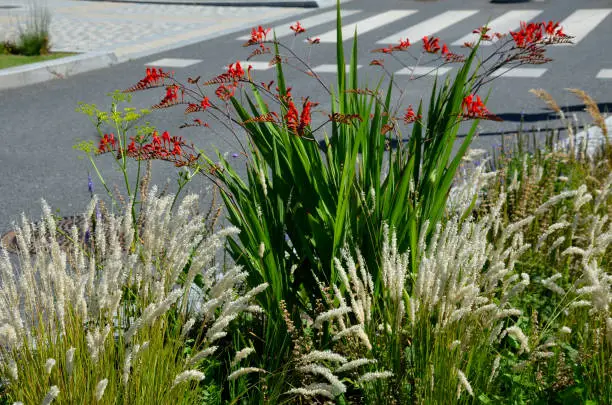 blooms tubular-bell-shaped, wide-open flowers of fiery red color with golden-orange underparts. The stems tilt slightly and create a relaxed impression, lucifer, melica ciliata, spicata, verbena, veronica, crocosmia