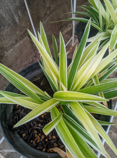 istock Green plant on the pot 1412189922