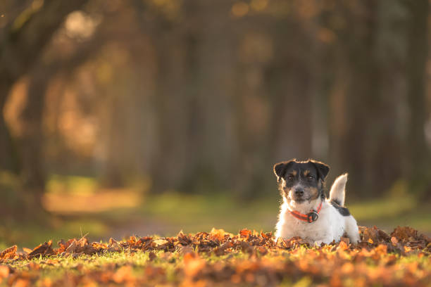 Proud small  Jack Russell Terrier dog is lying on leaves and posing in autumn. stock photo