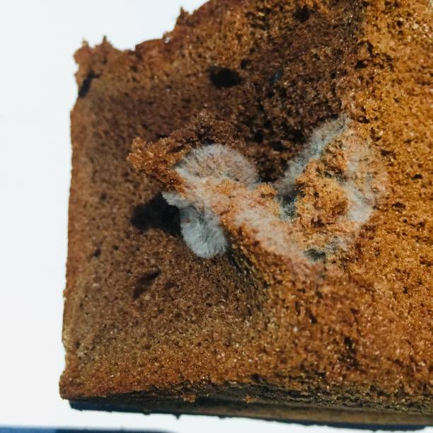 istock Close-up of mold growing on expired bread. 1412190570