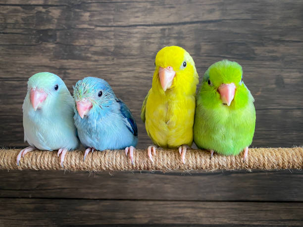 istock Four Forpus different color parrot bird 1412191428