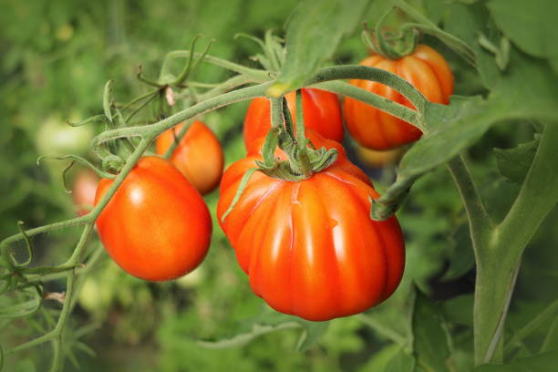 Tomatoes growing in the greenhouse. view of red pear type tomatoes ripening in the bush before harvesting stock photo