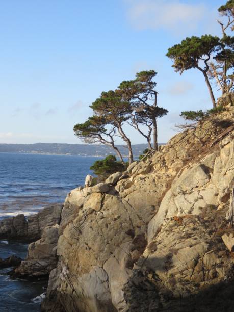 побережье монтерея с можжевеловыми соснами на утесах - point lobos state reserve big sur california beach стоковые фото и изображения