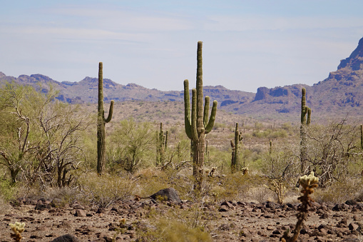 This is a landscape photograph of saguaro cactus in the Superstition Mountains natural park in Phoenix, Arizona on a spring day.