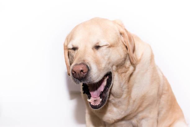 istock A dog yawning or laughing 1412192987