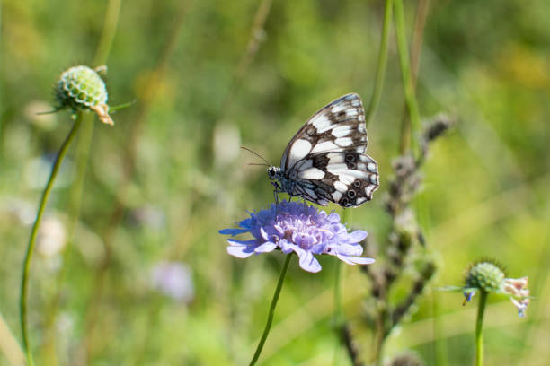 istock Beautiful butterfly in a flower 1412193093