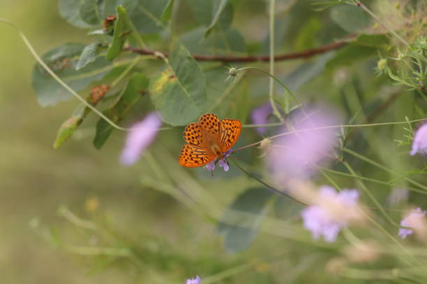 istock A Butterfly on a flower 1412194139