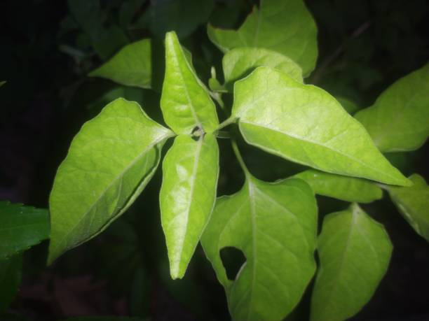 Photo of leaves at night where they stop to photosynthesize