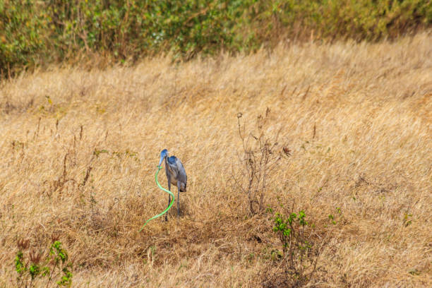 черноголовая цапля (ardea melanocephala), поедая восточную зеленую мамбу (dendroaspis angusticeps) в сухой траве в национальном парке кратера нгоронгоро, танзан - angusticeps стоковые фото и изображения