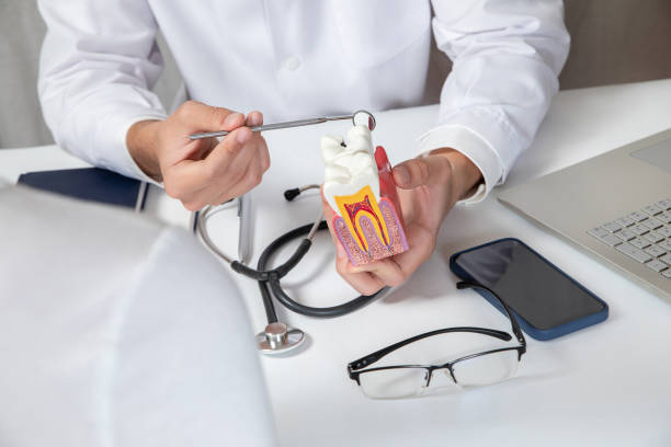 istock Doctor showing tooth anatomy . 1412195746