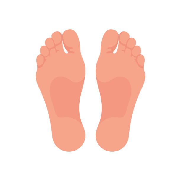 ilustrações, clipart, desenhos animados e ícones de solas de pés. o pé do pé de um homem ou mulher. modelo para podologia. - human foot reflexology foot massage massaging