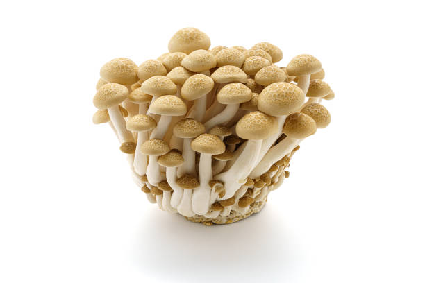 istock Shimeji mushroom on wooden table 1412198375
