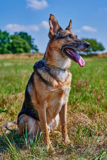 istock A shepherd dog is sitting in a meadow. 1412198516