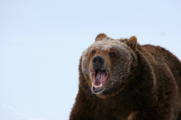 istock Grizzly Bear growling 141219905