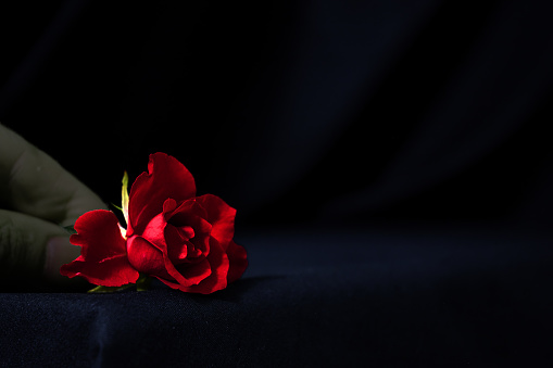 a hand lays a dark red rose on a Gothic-style table covered with a black tablecloth