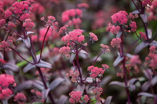 Close up color image depicting sedum (stonecrop) flowers in bloom in the botanical garden.