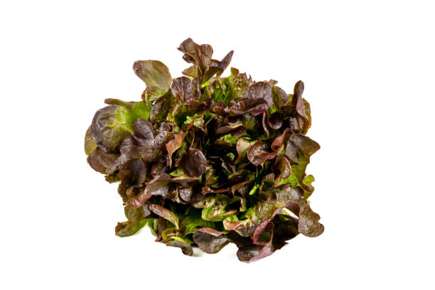 istock Newly harvested fresh lettuce on isolated white background 1412200997